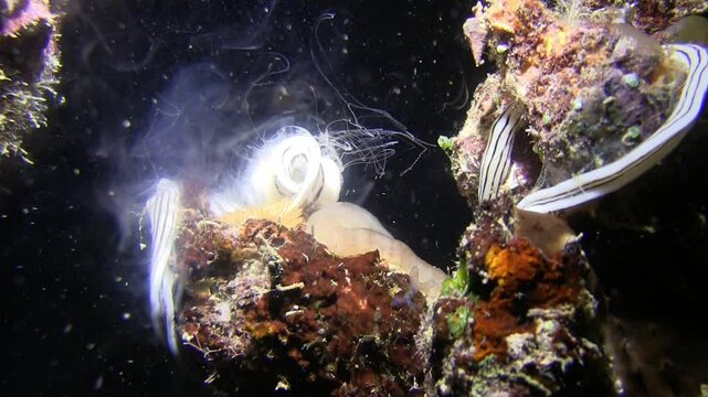  Intense ejaculation of striped ribbon worm