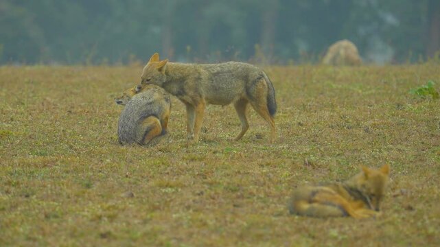 The Indian jackal (Canis aureus indicus), or golden jackal, is an adaptable canid with a golden-brown coat, thriving in diverse habitats as a scavenger and predator.