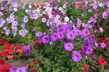 Fototapeta premium Flowering petunias in pink and red in mid October