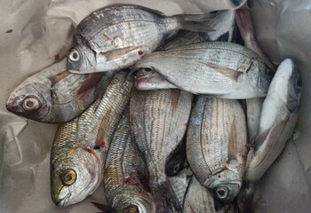 fresh fish on market