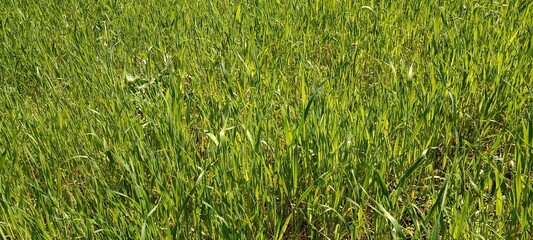 green grass background