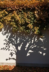 Autumn Leaves and Tree Shadow on Wall