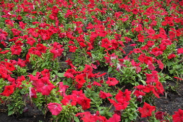 Plenty of red flowers of petunias in July