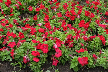 Profuse scarlet red flowers of petunias in July