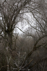 Forest backwoods in winter, naturally protected area.
