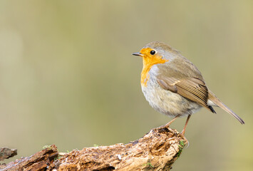Robin Redbreast in Winter.  Scientific name: Erithacus rubecula. Close up of a Robin Redbreast facing left on gnarled log. Clean background.  Space for copy.