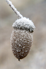 Acorn, oak fruit, winter frost.
