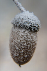 Acorn, oak fruit, winter frost.
