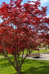 Naklejka premium Stylized Japanese courtyard in city park 