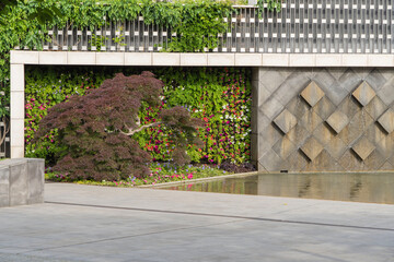Galitsky Park in sunny spring of 2024. An elegant maple Acer Palmatum Dissectum with red leaves...