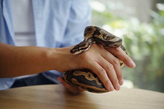 Individual holding a royal python gently, showcasing a close interaction with the reptile while indoors Wearing blue shirt, one can see the patterned scales of the snake as it rests comfortably