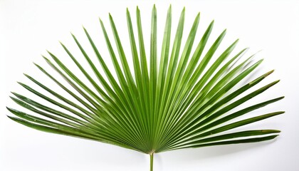 Obraz premium palm leaf isolated on white