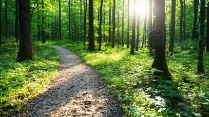 Obraz premium Sunlit forest path, hiking trail, nature walk, trees, greenery, sunlight, peaceful background, ideal for travel or nature blogs