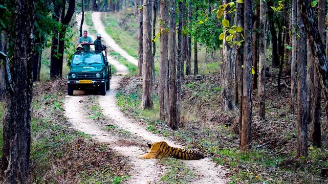 A majestic tiger sits boldly on the forest road, its powerful frame motionless. Eyes locked, it commands silence, halting vehicles and hearts in awe and respect.