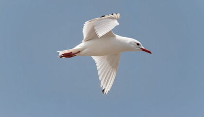 Elegant Arctic tern gliding through clear sky, natural beauty