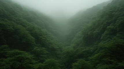 Obraz premium Lush green forest valley shrouded in thick mysterious fog on a moody overcast day.