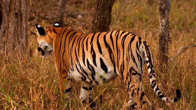 India hosts largest wild tiger population, with national parks like Ranthambore and Jim Corbett protecting these iconic, endangered big cats critical to ecosystem balance.
