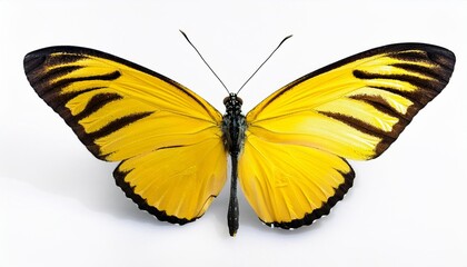 Fototapeta premium butterfly on a white background