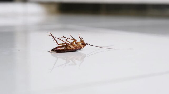 Dead cockroach upside down on white floor
