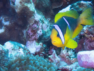 Orange-fin anemonefish with Bulb-tentacle sea anemone