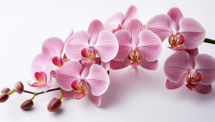 orchid on a white background