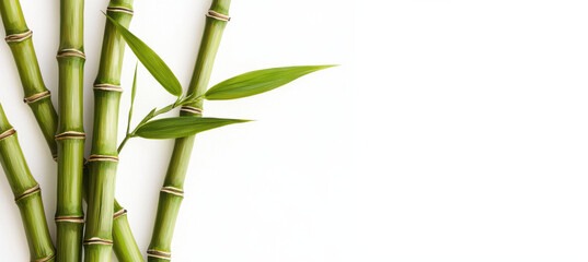 Green bamboo stalks with fresh leaves on white background isolated design