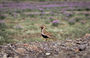 European Golden plover on the ground, Pluvialis apricaria, in Iceland