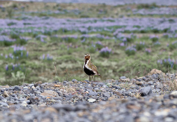 European Golden plover on the ground, Pluvialis apricaria, in Iceland
