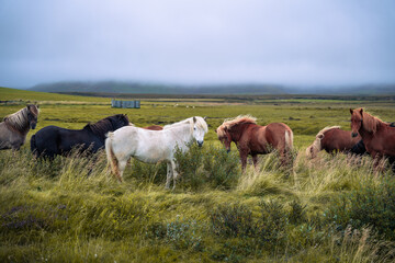 Beautiful Icelandic horses peacefully grazing on a vibrant green pasture at a rural farm in western...