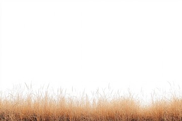 grass isolated