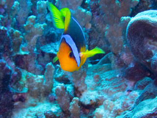 Orange-fin anemonefish swimming