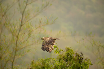 The beautiful eagle on flying with wings spread against clear evening sky with blurred mountain and some trees.