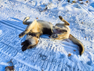 German Shepherd enjoys rolling in the snow on a winter day in a quiet outdoor area