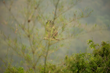 The beautiful eagle on flying behind a tree with wings spread against clear evening sky with blurred mountain and some trees.