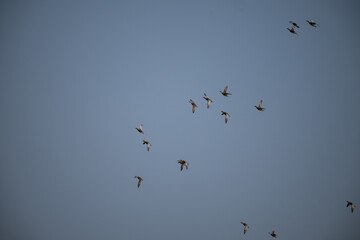 Lot of beautiful ducks flying with blue sky background.