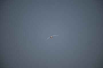 The beautiful River tern with its wings spread wide, against a clear sky background. The bird is graceful flight.