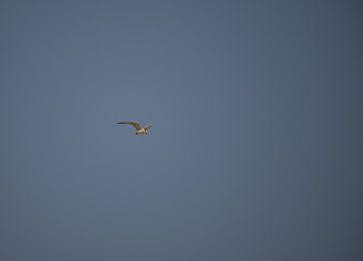 The beautiful River tern with its wings spread wide, against a clear sky background. The bird is graceful flight.
