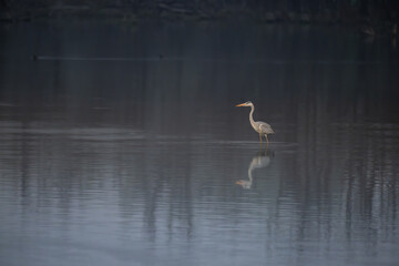 The vibrant Grey heron perched on a dry wood in water body. The background is blurred and with trees. The reflection is beauty with bird and trees on water.