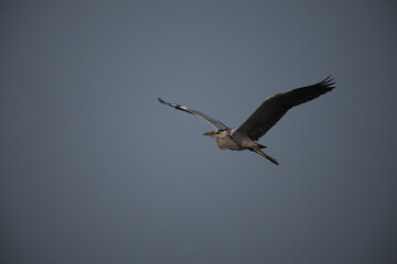 A majestic grey heron in mid flight against a soft, neutral toned background. The birds wings are fully extended, revealing intricate patterns of white and dark feathers.