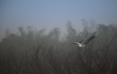 A majestic grey heron in mid flight against a soft, neutral toned background. The birds wings are fully extended, revealing intricate patterns of white and dark feathers.