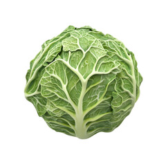 Fototapeta premium Fresh green savoy cabbage healthy vegetable food closeup,
