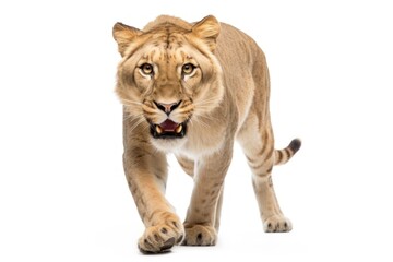 Obraz premium Liger wildlife mammal animal