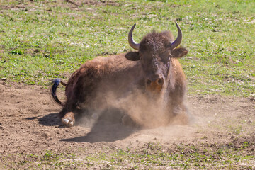 Closeup, American Bison (Bison bison) laying in dusty wallow, on the Grand Canyon's North Rim. Surrounded by grassy meadow; other bison in background. 
