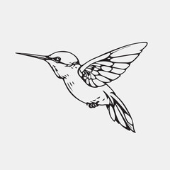 Hummingbird line art vector illustration art design