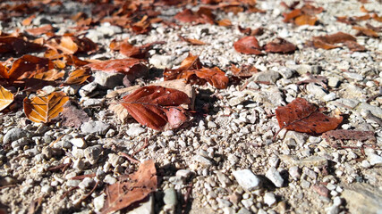Dry autumn leaves scattered on a rocky path symbolize the beauty and transience of fall season