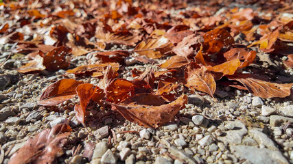 Fallen autumn leaves on a gravel path, symbolizing the seasonal transition and beauty of fall during Thanksgiving