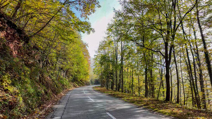 Scenic autumn forest road depicting tranquility and the beauty of fall foliage, ideal for travel and nature concepts