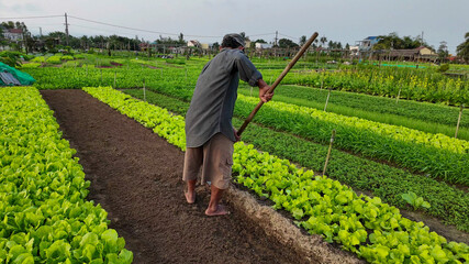 A farmer tends to lush vegetable crops in a rural garden, representing sustainable agriculture and...