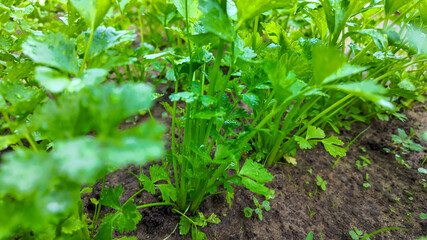 Close-up of vibrant green parsley growing in a garden bed, symbolizing fresh produce and sustainable gardening practices