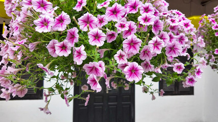 A vibrant hanging basket of pink and white petunias symbolizes spring, ideal for garden inspiration and Mother's Day celebrations
